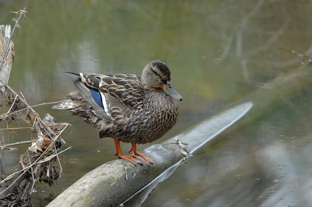 Duck, Mallard, 2012-05025141 Broad Meadow Brook, MA.JPG - Mallard (f). Broad Meadow Brook Wildlife Sanctuary, MA, 5-2-2012